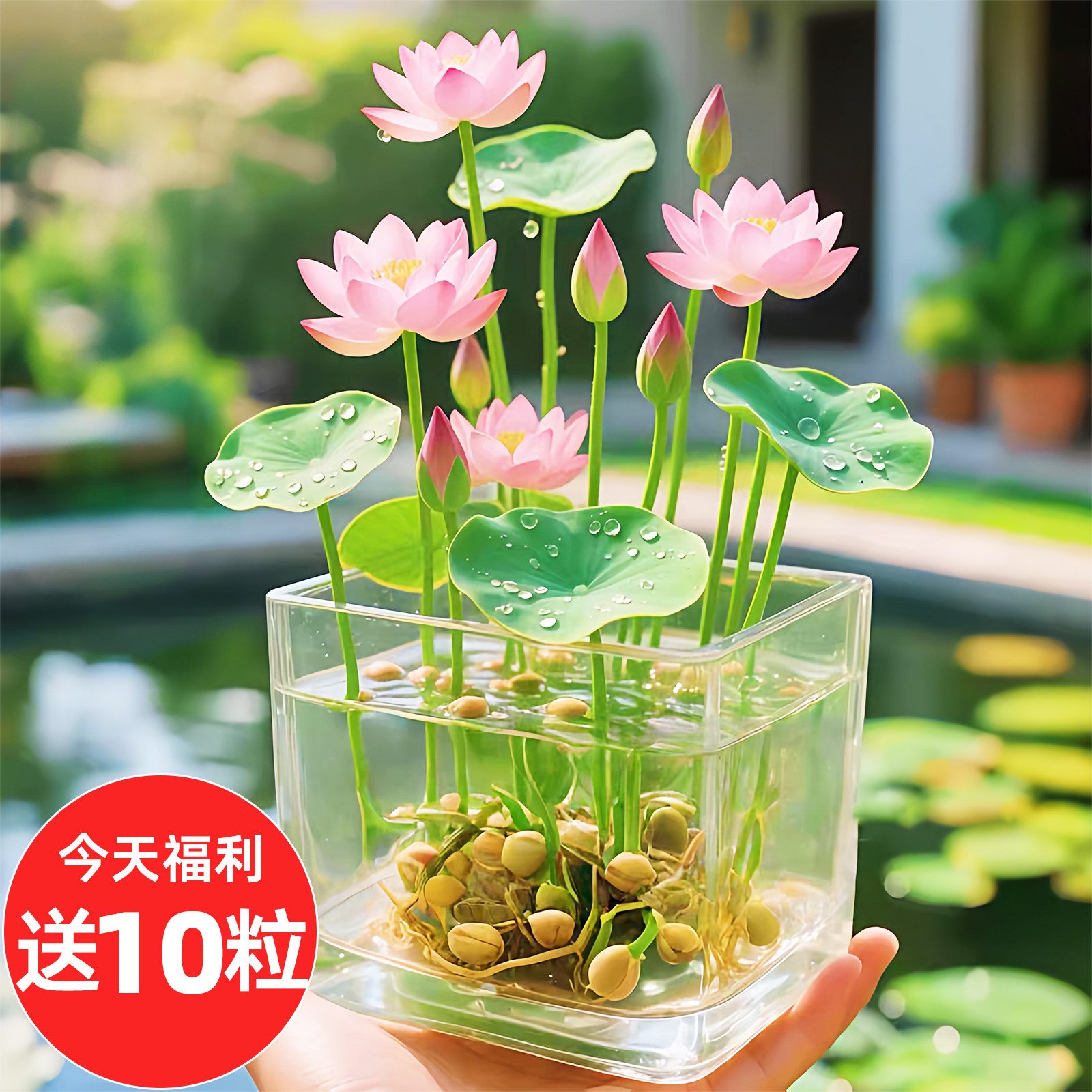 四季睡莲荷花水养植物水培碗莲种子籽种藕莲子荷花铜钱草草籽种孑