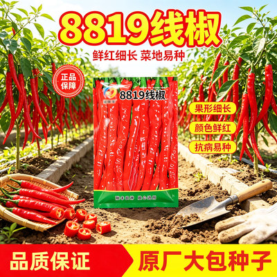 特辣红线椒种子四季播种