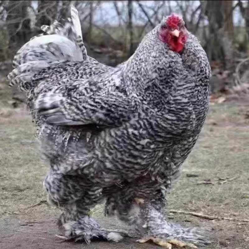 一斤正宗婆罗门梵天鸡苗活苗巨型纯种脱温观赏进口大型宠物小鸡苗,畜牧/养殖物资,鸭苗/种鸭/种蛋/受精蛋,淘宝优惠券,粉丝福利购,淘宝优惠卷