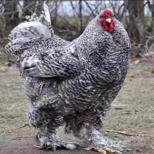 一斤正宗婆罗门梵天鸡苗活苗巨型纯种脱温观赏进口大型宠物小鸡苗