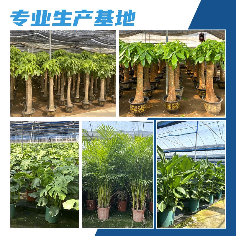 发财树盆栽室内好养大型招财树绿植物客厅办公室乔迁开业花卉盆景