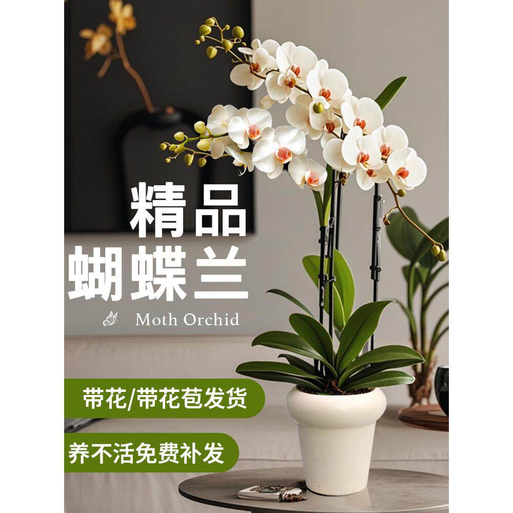 泰国蝴蝶兰盆栽带花兰花室内客厅阳台花卉绿植好养易活植物开花苞