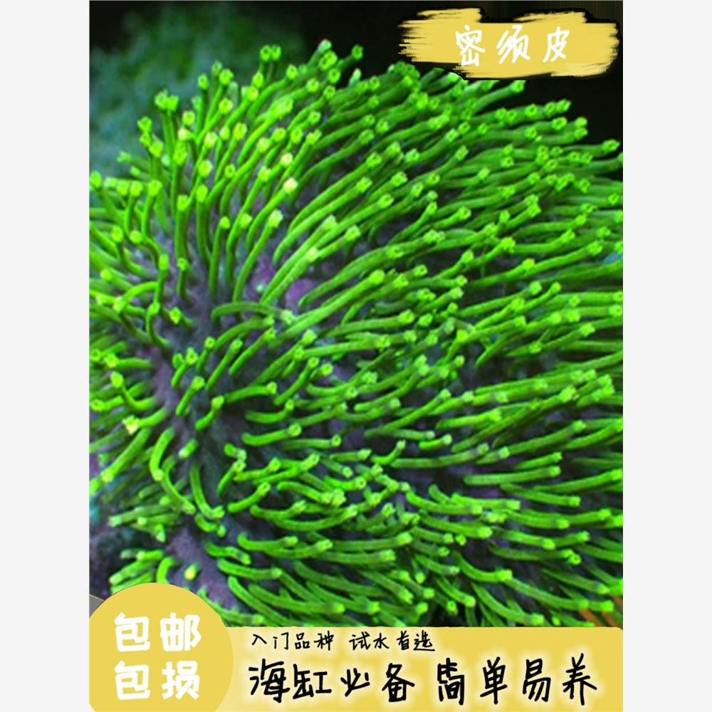 包邮绿密须皮珊瑚长须新