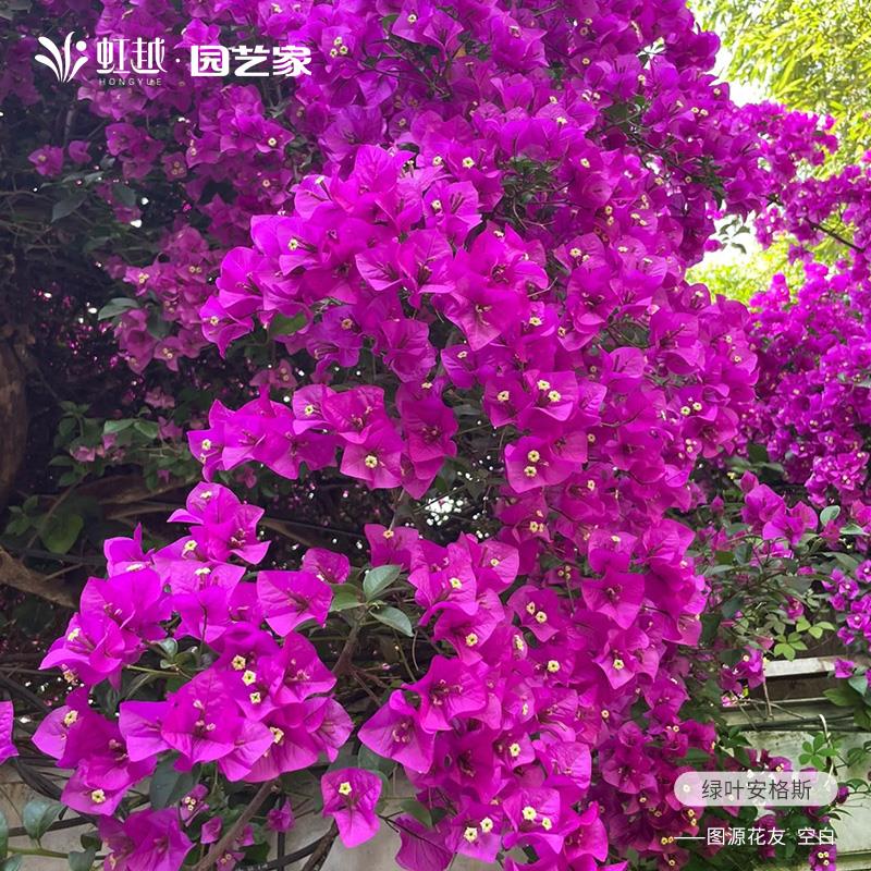 三角梅精品两广四季开花盆栽苗虹越绿樱室内外带花卉爬藤老桩耐热