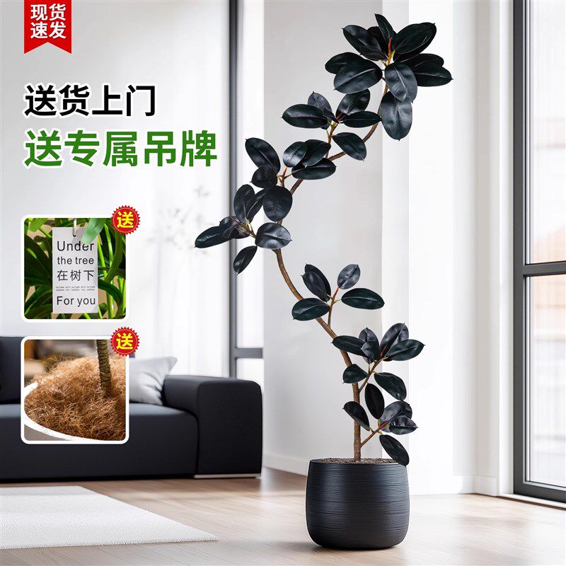 仿真绿植橡皮树黑金刚花叶榕极简风室内客厅沙发旁高级感落地摆件