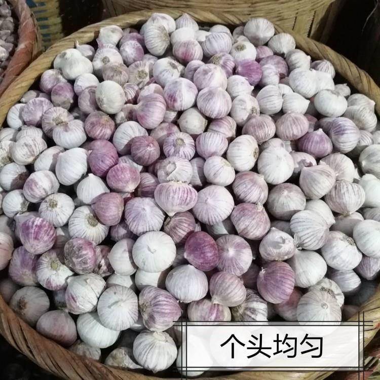 云南独头蒜大果独蒜头干蒜头新大蒜独蒜头出口级精品级特大果包邮