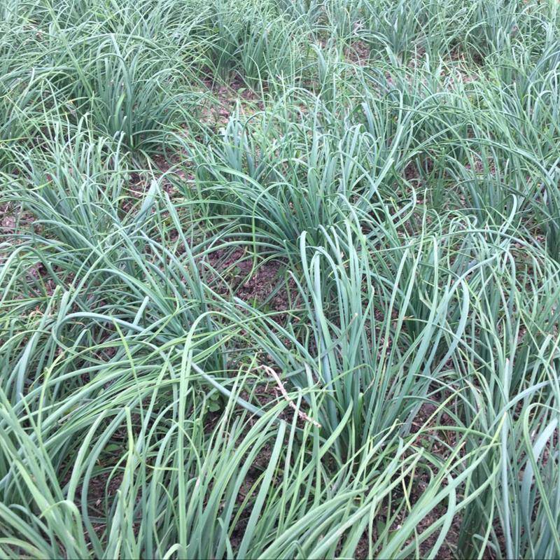 新鲜苦藠小根蒜团葱苦芥苦叫小蒜头四川茭头野葱头薤白500g包邮