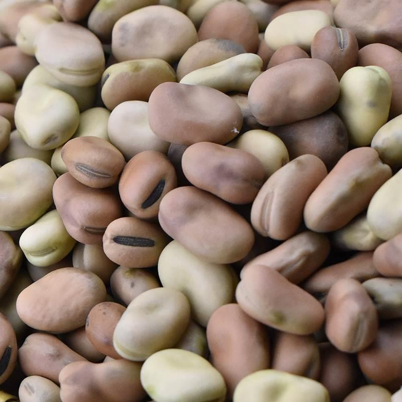 云南新鲜干蚕豆农家新货散装五斤生的白皮胡豆罗汉豆小颗粒做炒豆