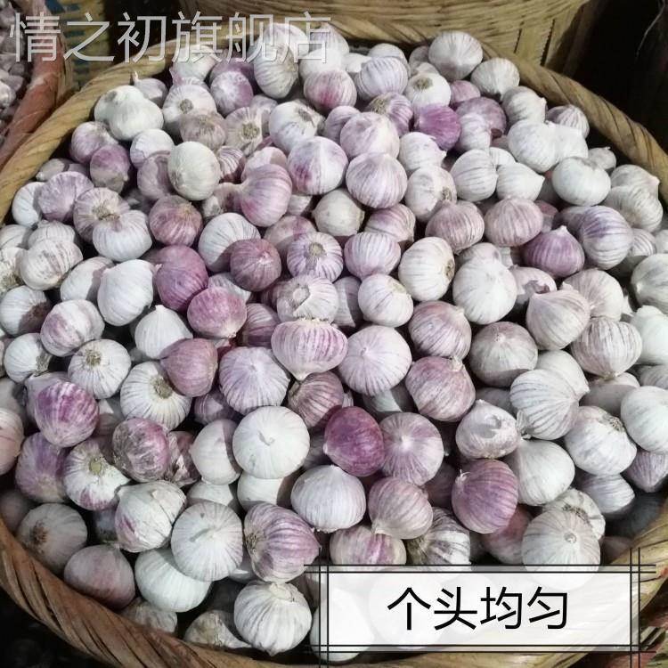 云南独头蒜大果独蒜头干蒜头新大蒜独蒜头出口级精品级特大果包邮