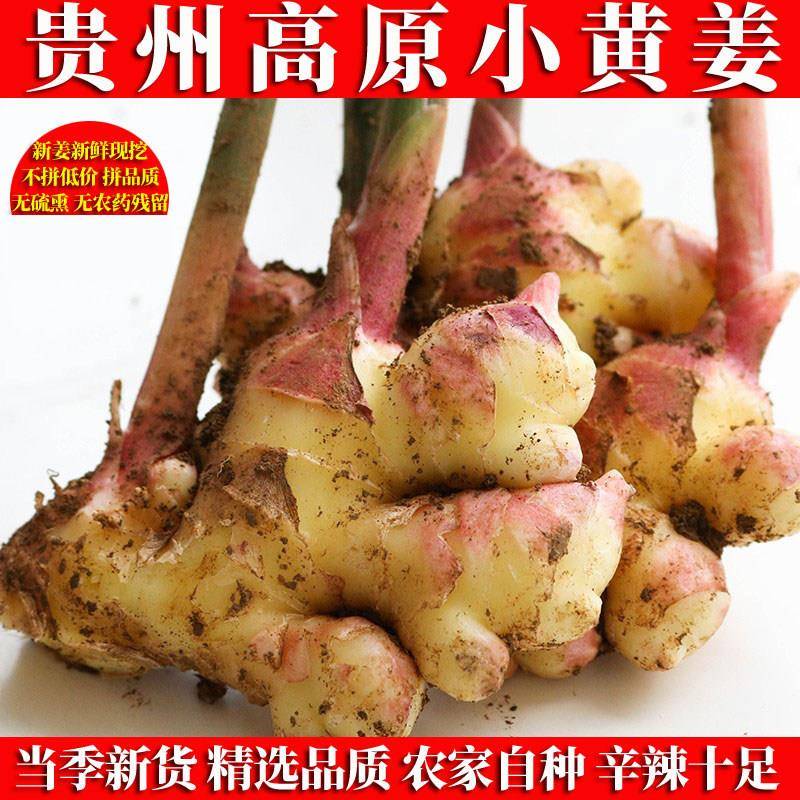 新品2年老姜现挖小黄姜贵州高山新鲜小黄姜生姜农家鲜姜二黄姜带