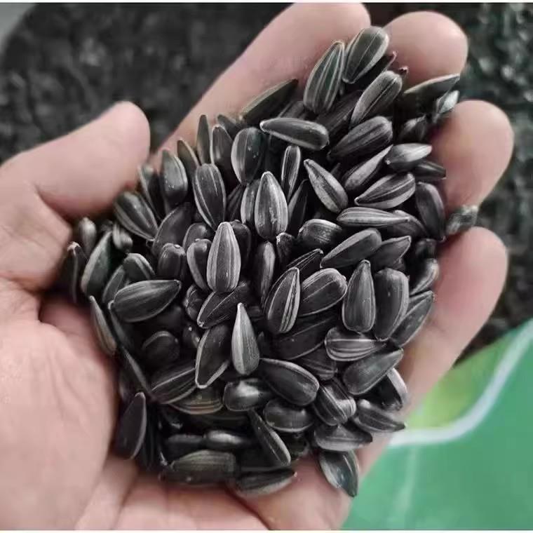 新货油葵黑珍珠原味葵花籽小油葵瓜子五香炒熟大袋装奶油零食