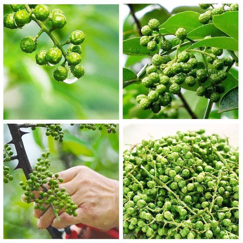 新鲜青花椒重庆江津藤椒麻椒真空袋装350克四川特产鲜花椒食用