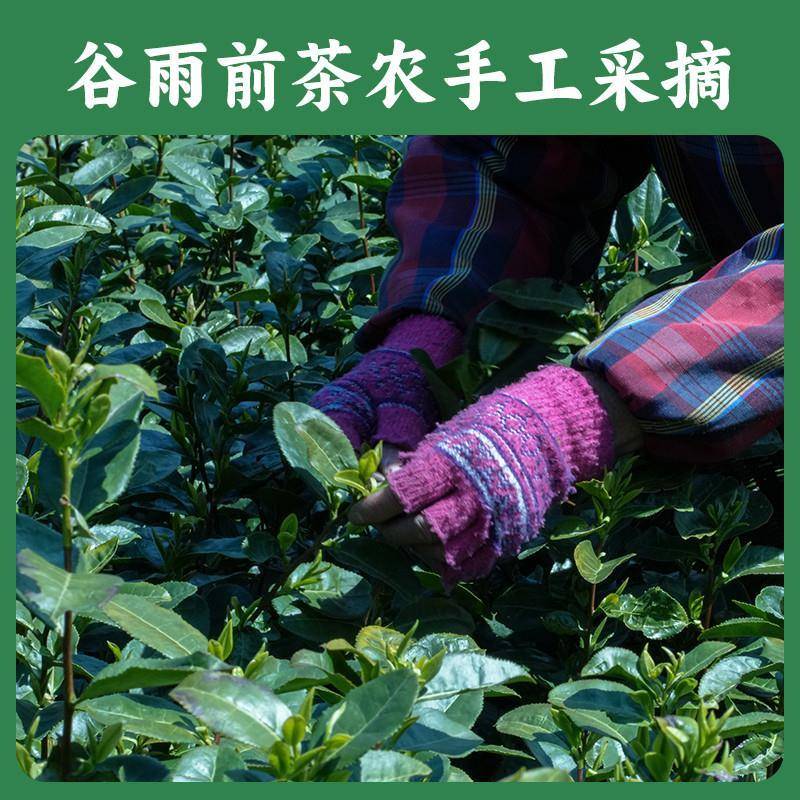 昌兴记2025年新茶帅农鸟哥的茶雨前龙井茶 250g 绿茶新昌大佛龙井