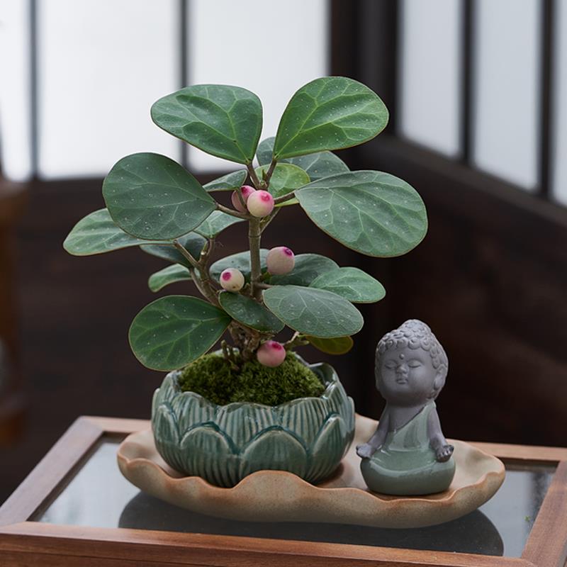 小盼菩提树盆栽带果植物室内花卉桌面绿植盆景禅意摆件创意微景观