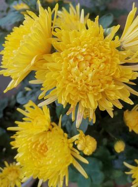 食用金丝皇菊中苗 泡茶去火黄色大花菊花盆栽易养活阳台庭院植物