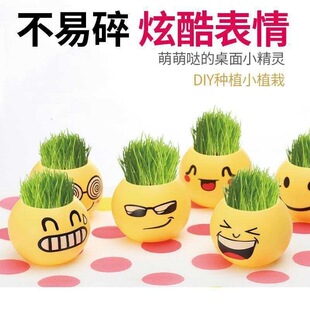 创意草头长草娃娃迷你可爱盆栽水培桌面趣味阳台绿植物儿童种植