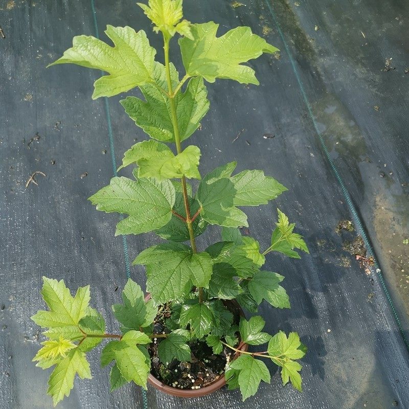 欧洲木本绣球花苗盆栽嫁接苗庭院绿化树苗室内阳台客厅摆放地栽苗,鲜花速递/花卉仿真/绿植园艺,绣球/木绣球/木本植物,淘宝优惠券,粉丝福利购,淘宝优惠卷