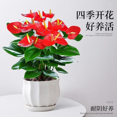花叶春红掌盆栽带花大盆室内招财绿植桌面水培植物年宵花白掌好养