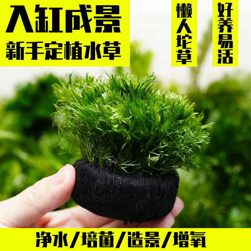 绿菊水草坨草无需底砂阴性鱼缸里水草植物造景小鱼缸无泥水草水榕