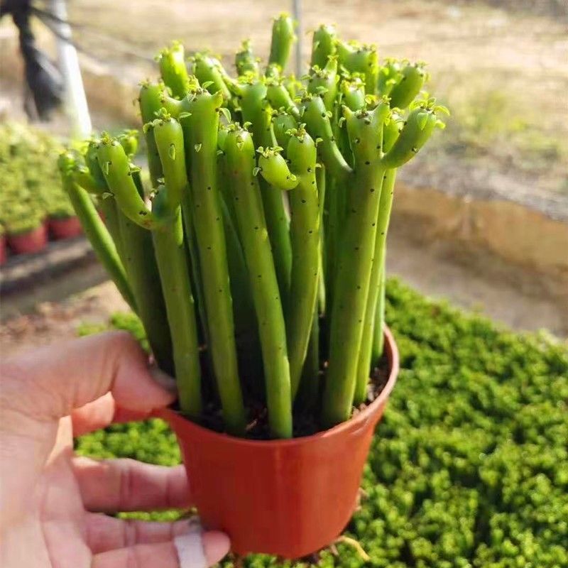 光棍树膨彭珊瑚树摇钱树招财手多肉植物办公室内盆栽绿植容易成活