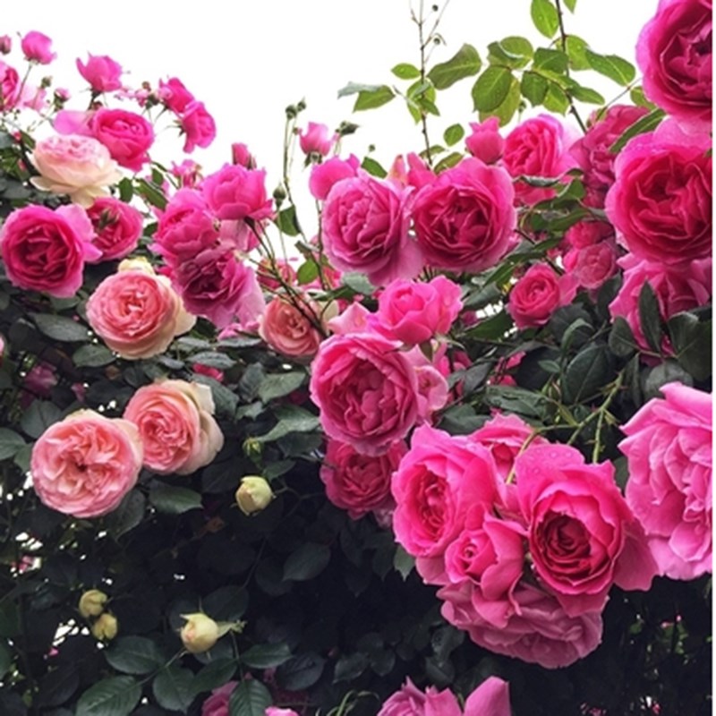 大游行藤本月季花大苗阳台庭院花园爬藤月季花朵大花期长篱笆拱门