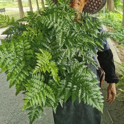 高山羊齿蕨盆栽多年生耐寒喜阴花卉叶片革质好养室内花园大型蕨类