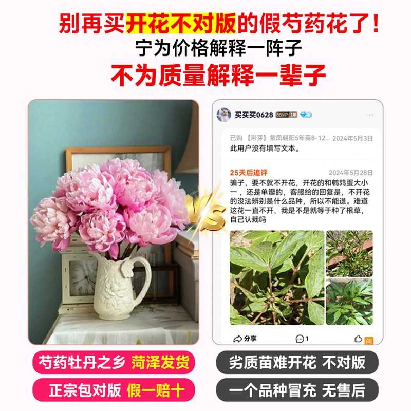 芍药花苗粉凌红珠玫瑰鲜花盆栽重瓣带芽根块四季花卉阳台庭院植物