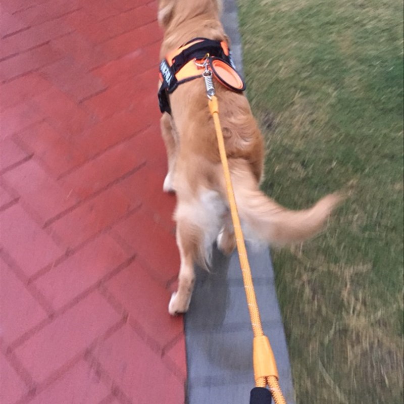 狗狗牵引绳 大狗金毛萨摩耶狗链子拉布拉多大型犬宠物牵引带防咬