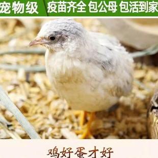 60天活物全色系迷你家养宠物青年产蛋观赏鸡 芦丁幼鸡网红幼鸡40