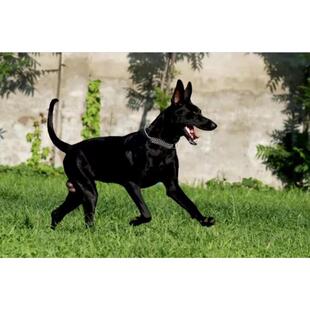 纯黑色黑狼犬幼犬墨界黑狼短毛全黑狗看家护院中华正宗黑狼狗狗粮