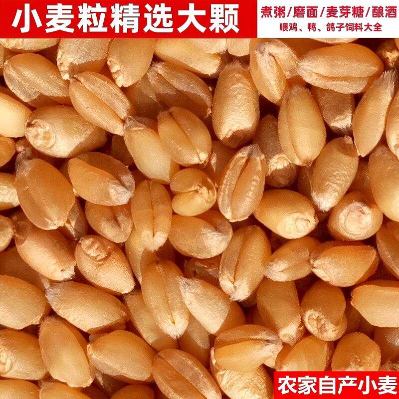 小麦粒优质食用农家干麦子发芽麦芽糖猫草榨汁酿酒籽仁喂 鸡鸭鸽