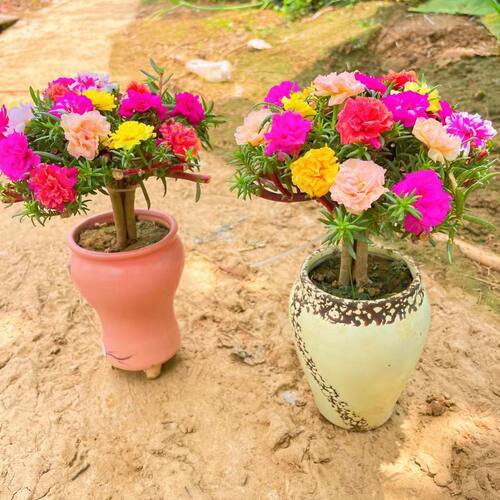 太阳花老桩多色重瓣耐寒耐热四季开花阳台庭院花卉基地