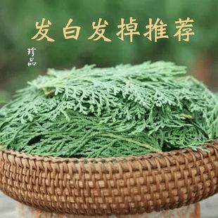 柏树叶野生护发洗头用美发熏树原料柏树新鲜摘侧柏叶熏香养发生发