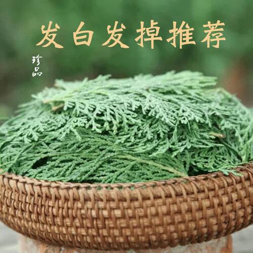 柏树叶野生护发洗头用美发熏树原料柏树新鲜摘侧柏叶熏香养发生发