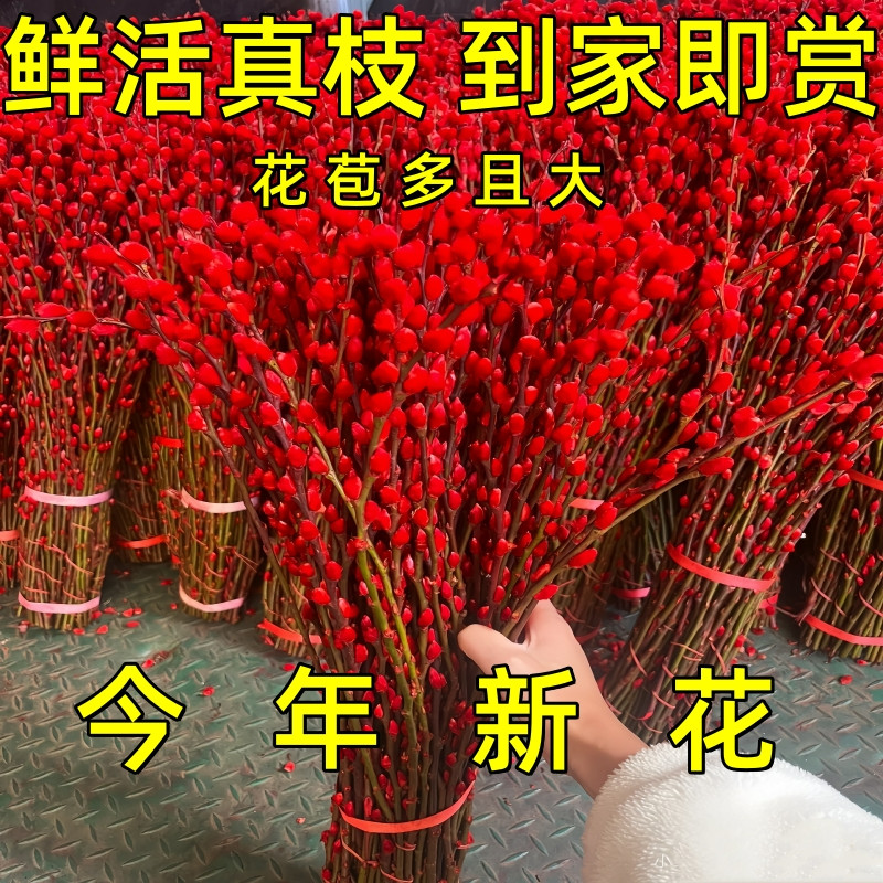 银柳真花鲜枝年宵花卉红色干花福桶银柳水培植物雪柳客厅室内装饰,鲜花速递/花卉仿真/绿植园艺,红掌/凤梨/温室花卉,淘宝优惠券,粉丝福利购,淘宝优惠卷