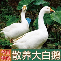 新鮮大白鵝農(nóng)家散養(yǎng)大鵝土雞仔鵝成年鵝鵝肉現(xiàn)殺大鵝整只鐵鍋燉鵝
