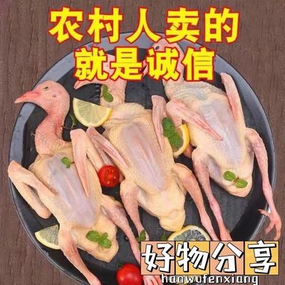 鸽子新鲜现杀活体非土鸽子肉5年老鸽子乳鸽鲜农家散养煲炖汤生鲜