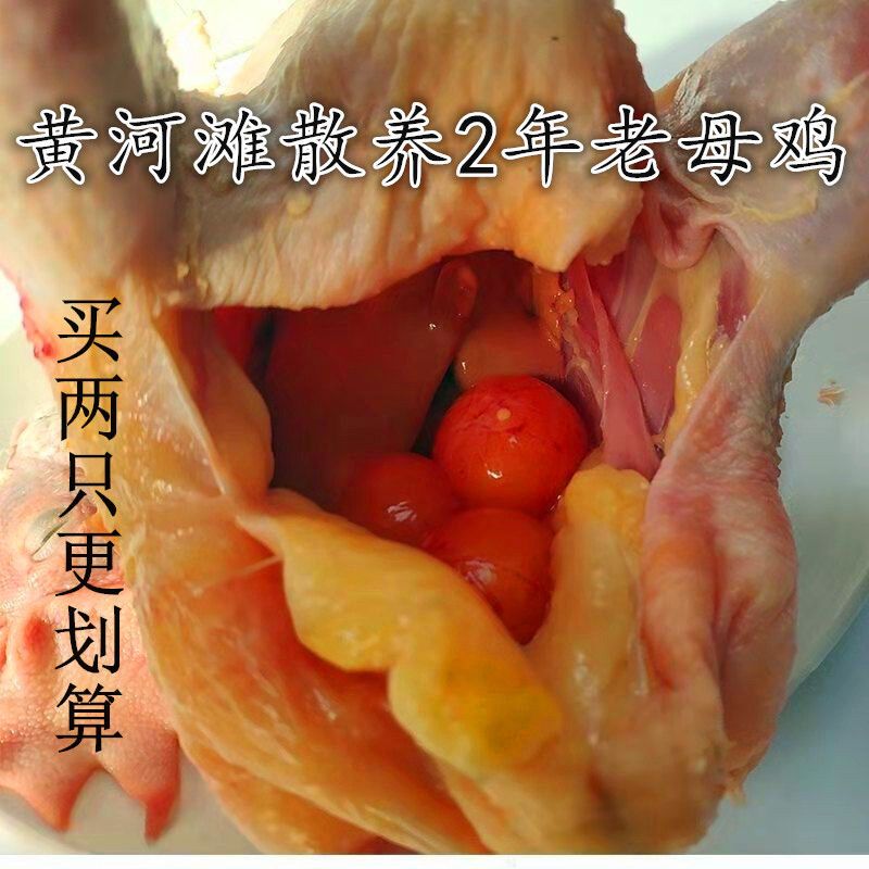 正宗農(nóng)家散養(yǎng)2-3年土雞新鮮老母雞黃油老雞草雞月子雞走地雞