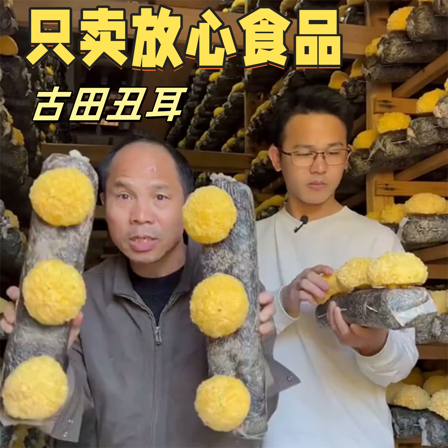 古田丑耳银耳干货无熏硫孕妇可吃