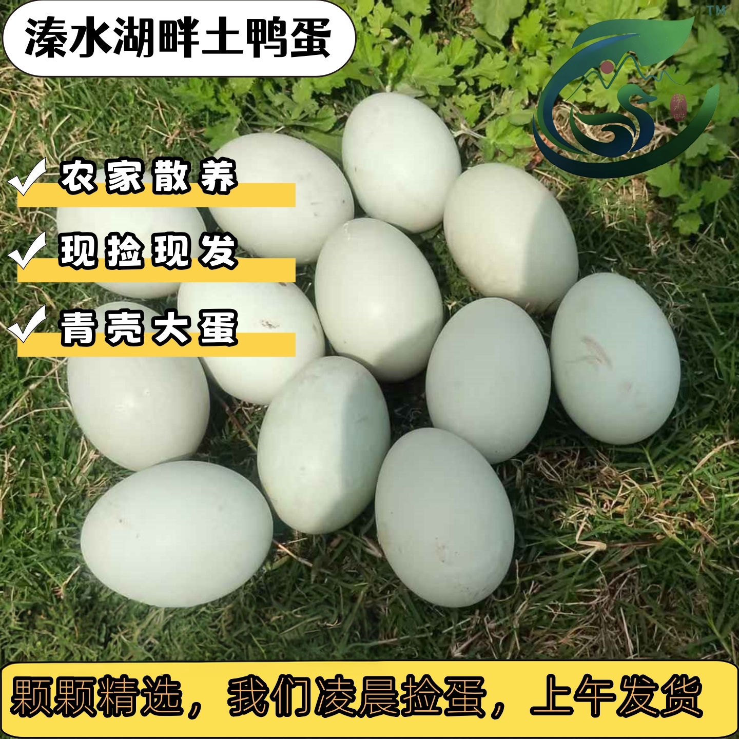 湖边散养土鸭蛋新鲜鸭蛋优质正宗