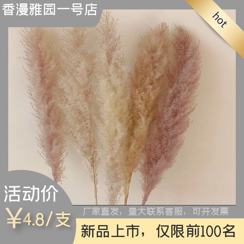 网红大芦苇干花大穗m落地式客厅摆件拍摄道具婚礼场景布置真花花