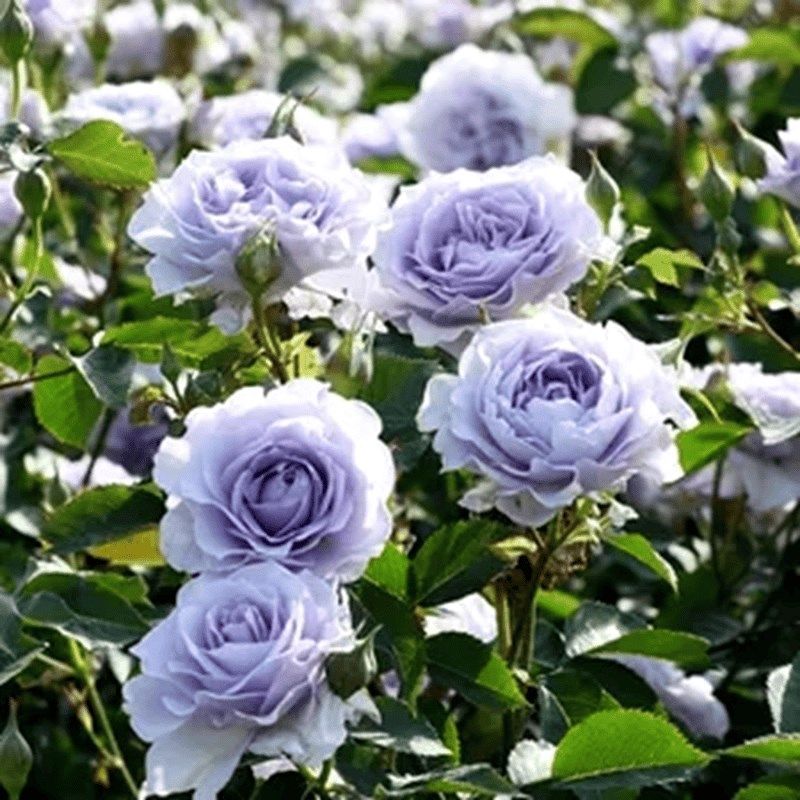 超新品霁色玫瑰月季花苗蓝紫色耐寒耐热J浓香抗病勤花庭院阳台植