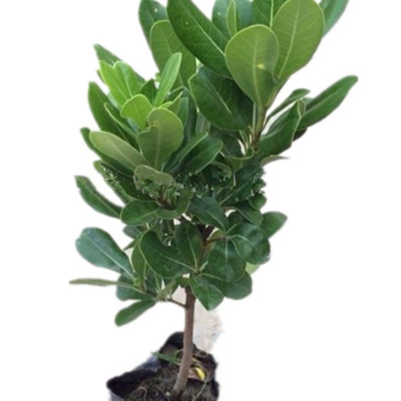 庭院海桐苗绿化植物绿植 海桐树苗 庭院绿化苗木四季常青篱笆苗