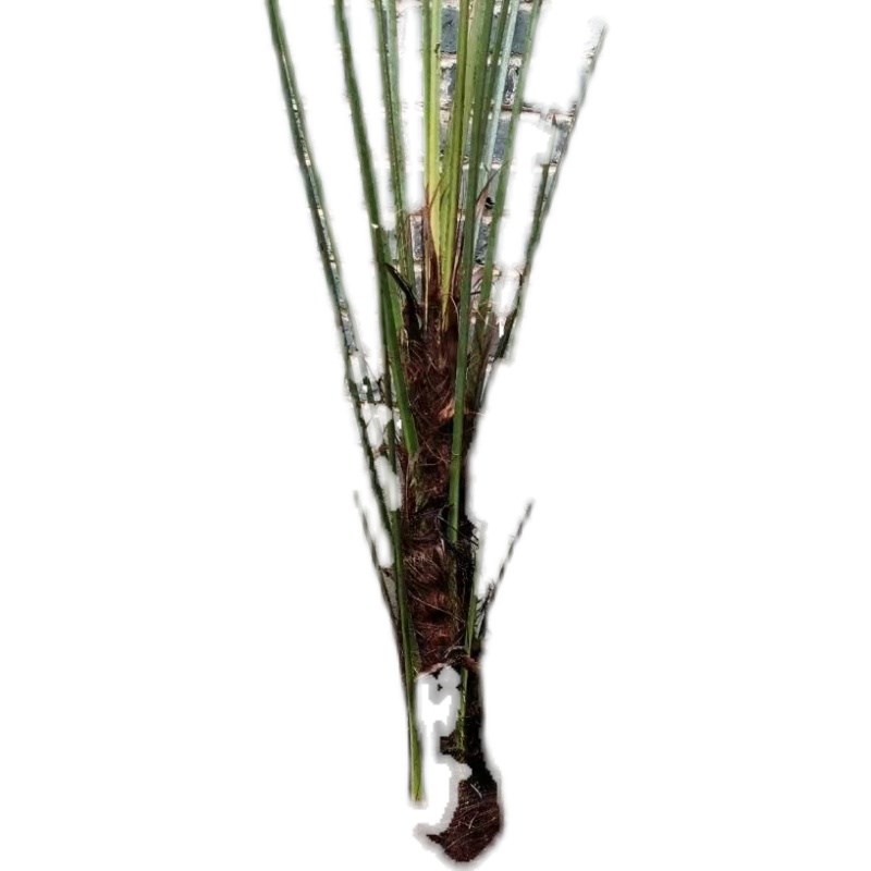 野生棕榈树扇子树棕树苗棕榈树苗葵蒲扇棕榈大树别墅绿植棕竹苗棕