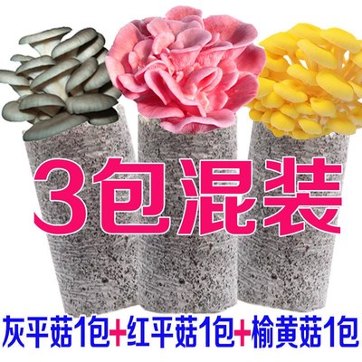 蘑菇种植包家庭自种植新鲜黑平菇趣味可食用阳台菌种菌棒盆栽菌菇