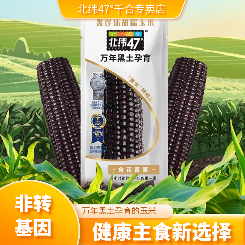 【满满花青素】北纬47度黑糯鲜糯玉米10穗东北新鲜甜糯玉米棒真空