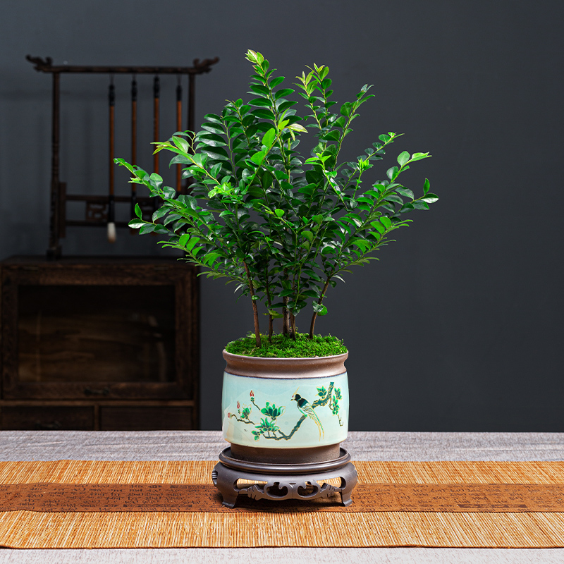 小叶紫檀盆景绿植盆栽室内办公室桌面花卉树苗植物老桩四季好养活