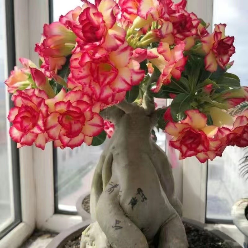 沙漠玫瑰带重瓣花卉室内植物四季好养办公室老桩桌面花苗盆栽免邮