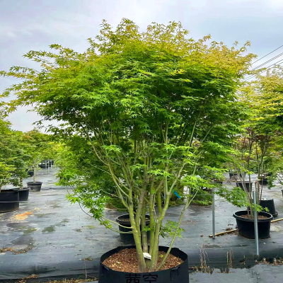 鸡爪槭树苗别墅庭院大型耐寒绿化风景树彩叶造型丛生鸡爪槭红枫苗