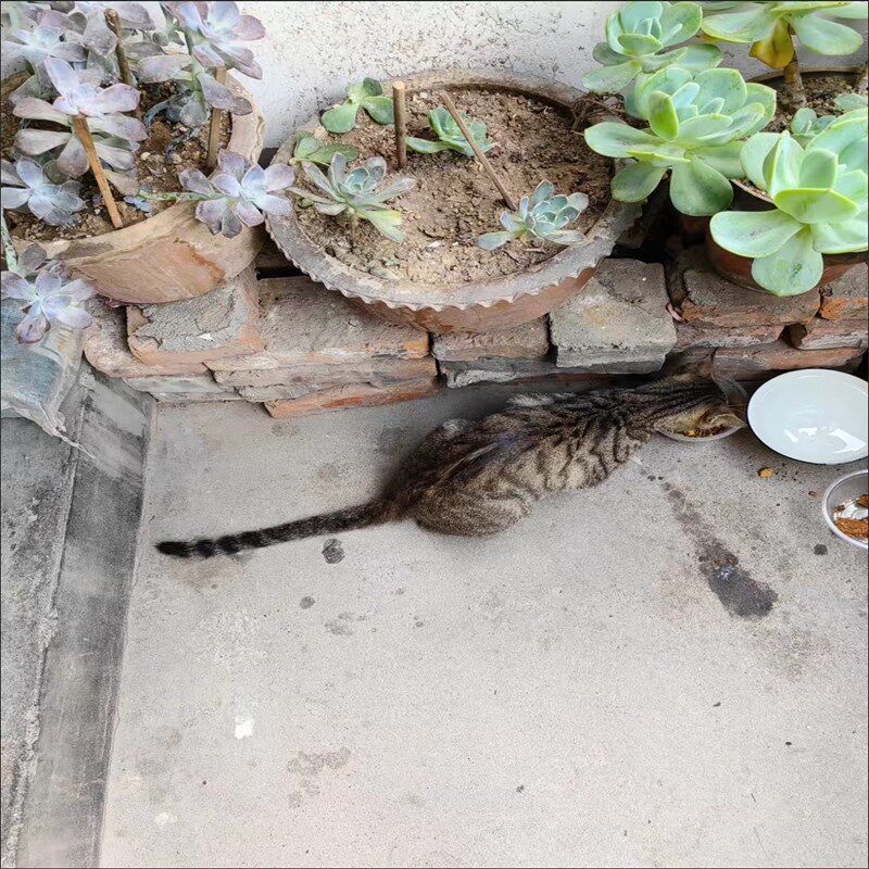 金丝特冻干猫粮5斤10斤成猫幼猫鸡肉羊奶粉布偶蓝猫全阶段价猫咪